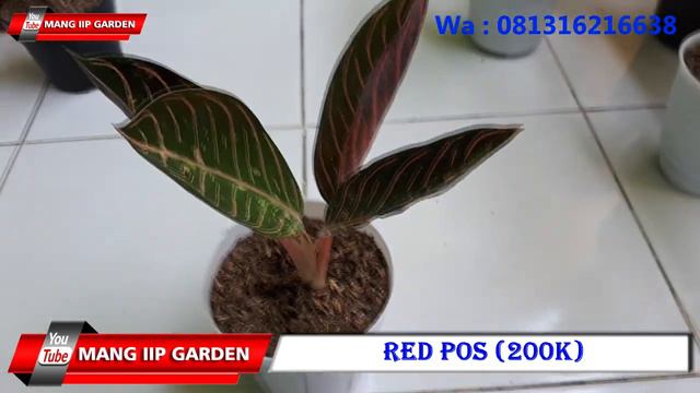 UPDATE HARGA AGLONEMA - PART 1 BULAN MEI 2022 - TUNGGALAN DEWASA смотреть онлайн