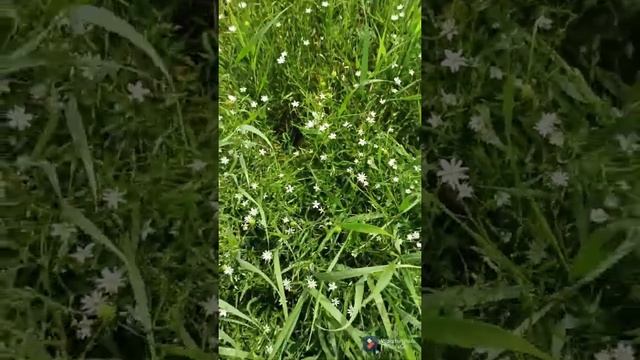 Луговые опята. Сбор. смотреть онлайн