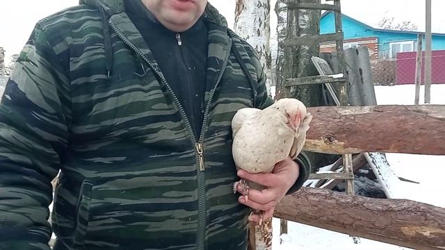 Как определить Гусь или Гусыня?? смотреть онлайн