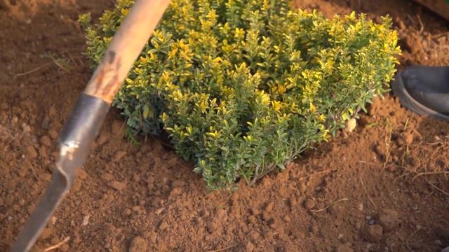 @zakhriddinflowers боғида ландшафт дизайнер Ольга Рахимовадан маҳорат дарси.. смотреть онлайн