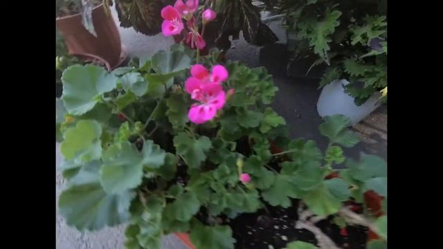 Пеларгония в саду! Срочно обрабатываю от вредителей! Срезала всю красоту. смотреть онлайн