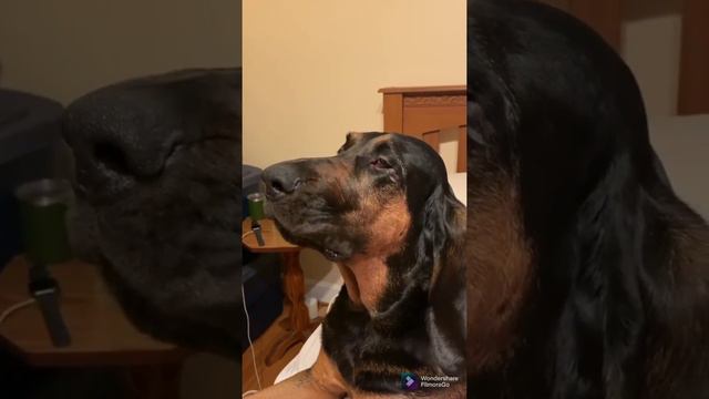 Howling Bloodhounds. So lovely and fulfilling. #howlingdog #howling #bloodhound #dogs смотреть онлайн