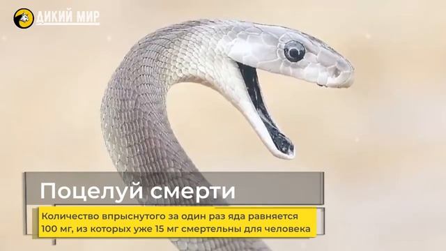 Самая опасная змея в мире! Интересные факты о черной мамбе смотреть онлайн