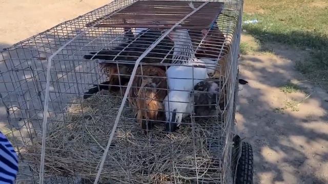 Ейск?Рынок выходного дня в станице Старощербиновской. В гостях у Надежды и Анатолия. смотреть онлайн