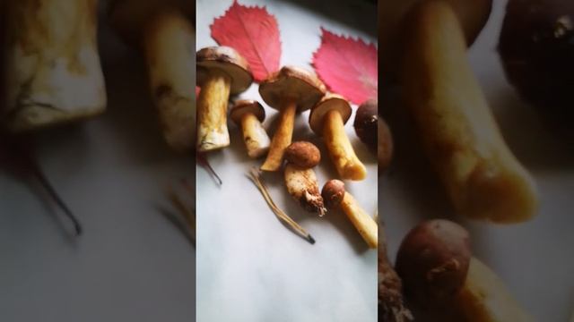 первые грибочки смотреть онлайн