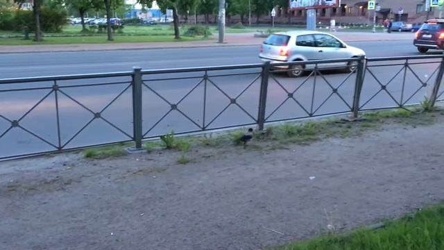 Вороны и крыса смотреть онлайн