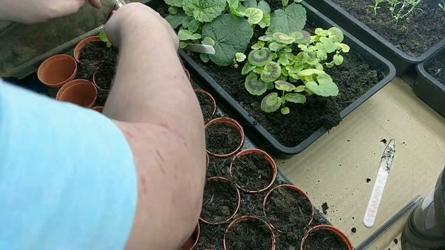 PELARGONIUM / GERANIUM growing A to Z complete guide growing from seed смотреть онлайн
