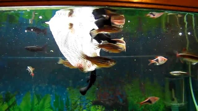 кормление аквариумных рыбок смотреть онлайн