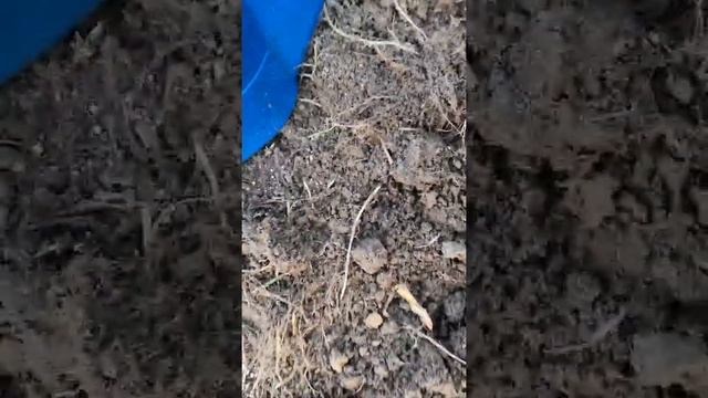 Подкормка груши осенью и обработка марганцовкой 2й этап. смотреть онлайн