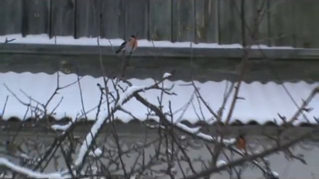 Снегири смотреть онлайн