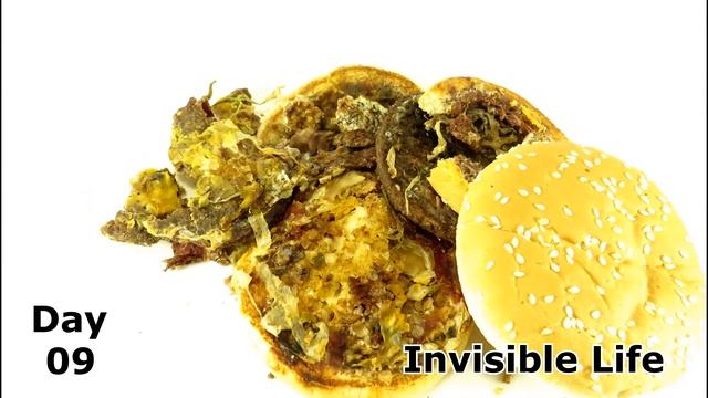 Maggots vs Big Mac. Time Lapse смотреть онлайн