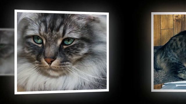 Кошки сибирской породы смотреть онлайн