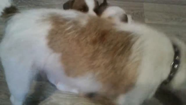 Джек рассел щенки смотреть онлайн