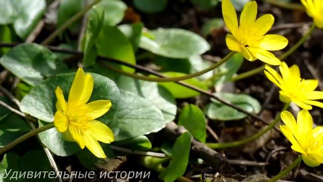 Жених-миллионер пришёл на свадьбу в бомжовом прикиде, чтобы не жениться на беременной невесте... смотреть онлайн