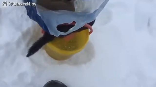 Кормит норку рыбой смотреть онлайн