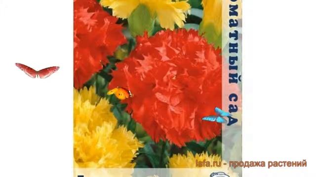 Гвоздика обыкновенный Гренадин Реверанс ? обзор: как сажать, семена гвоздики Гренадин Реверанс смотреть онлайн