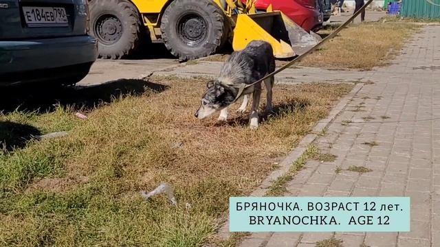 Бряночка, сентябрь 2022 смотреть онлайн