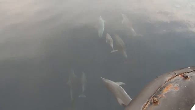 Dolphins lead the ship to Zmeinyi Island смотреть онлайн