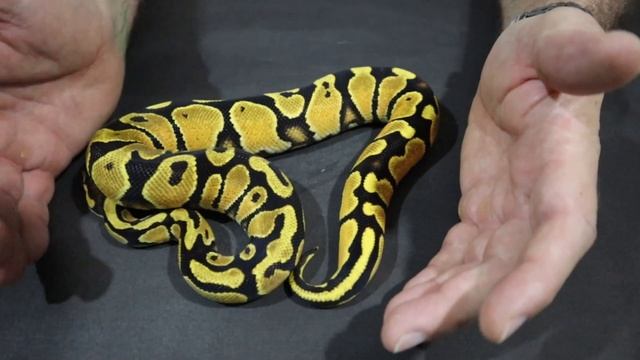 ARP Orange Dream 2019 смотреть онлайн