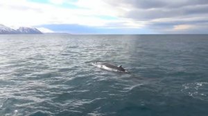 Охота на кита