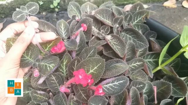 hanging plant flame violet episcia plant varities #hibashahul with english subtitles смотреть онлайн
