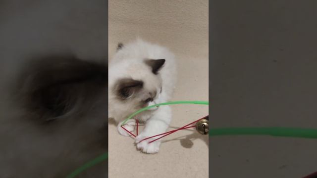 Кошечка породы Ragdoll смотреть онлайн