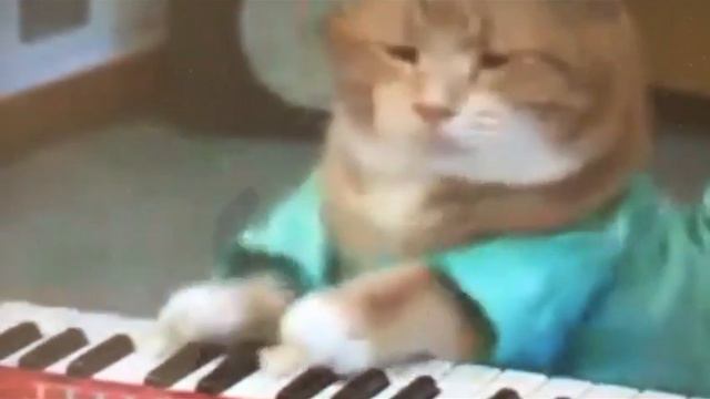 Кот играет на пианино смотреть онлайн