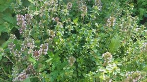 Сбор и заготовка тимьяна(чабрец в саду)