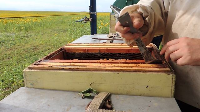 Майский отводок в июле и сколько меда во взрослой семье?! смотреть онлайн