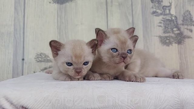 Котятам бурмы 1 месяц. Шоколадки смотреть онлайн