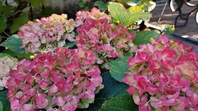 Гортензія крупнолистова Saxon Pink Maiden, Saxon Kronentor, Curly Sparkle Blue Purple смотреть онлайн