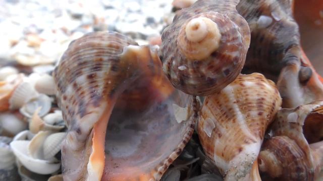 А это ракушки моллюска рапан. Вблизи. / And these are the shells of the clam rapan. Up close. смотреть онлайн