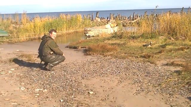 Казарка белощекая 3 смотреть онлайн