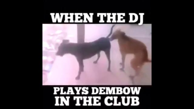 animals dancing Лучшие танцы животных смотреть онлайн