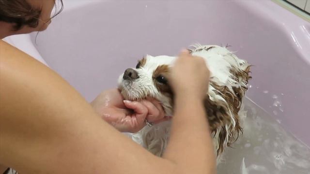 🐶🛁 🧼 Купаем Максика!!! смотреть онлайн