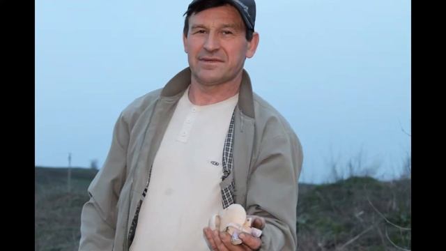 Сбор грибов (синеножка и лесные грибы) смотреть онлайн