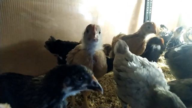 Отказалась от бройлера, буду выращивать Кучинских петухов.