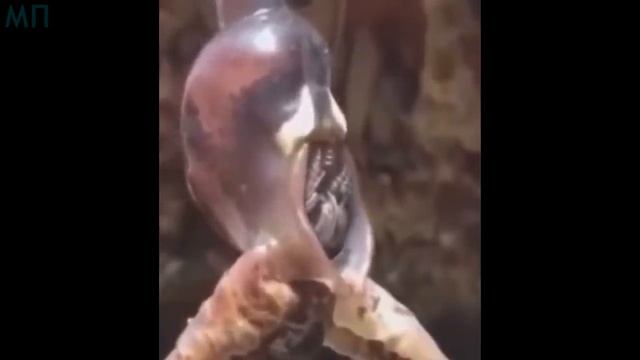 10 МУТАНТОВ ЧЕРНОБЫЛЯ СНЯТЫХ НА КАМЕРУ смотреть онлайн