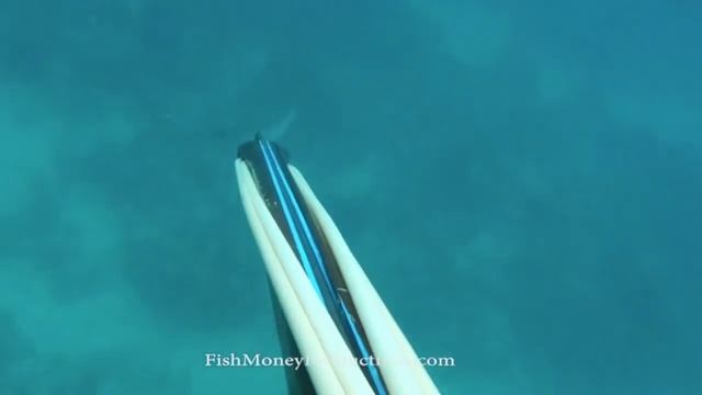 Sub Sea Spearguns "Leiomano" underwater hunting in the Fl. Keys. смотреть онлайн
