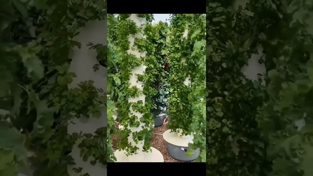 Вертикальная грядка из трубы. Круто получилось! смотреть онлайн