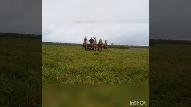 Четверик соловых белорусов kazenkin.ru смотреть онлайн