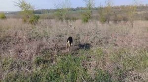 Собачьи Игры