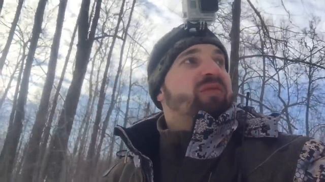 Загонная охота зимой на дикого кабана с собаками смотреть онлайн