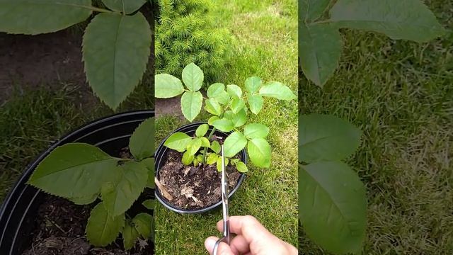 Роза остановилась в росте. Что делать?! смотреть онлайн