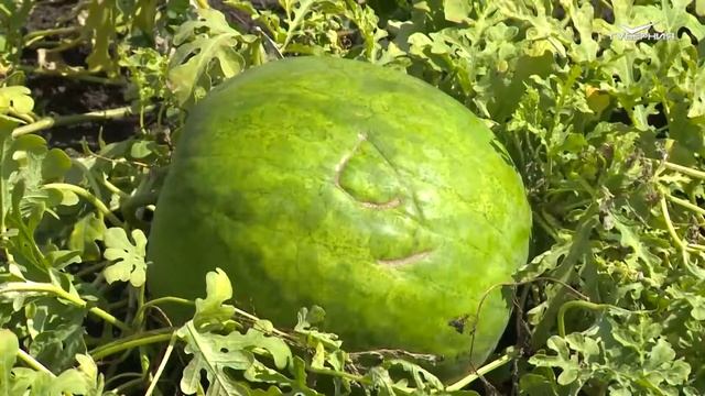 Урожай арбуза и дыни смотреть онлайн