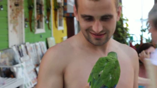 И зеленый попугай. смотреть онлайн