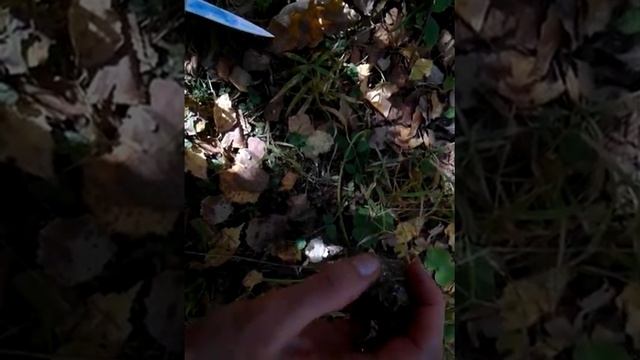 Арканы тайных знаний