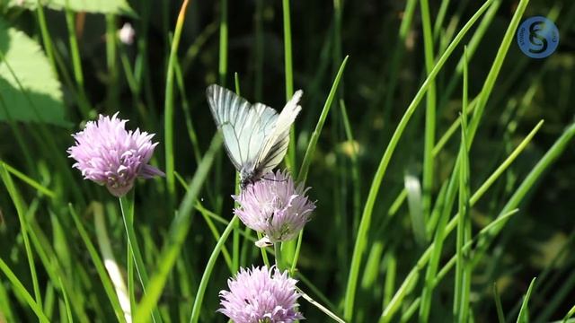 Бабочка в природе. Тест фотокамеры Сanon EOS 650D с объективом Canon EF-S 18-135 IS STM. смотреть онлайн