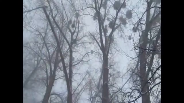 Иосиф Бродский "Откуда к нам пришла Зима" смотреть онлайн