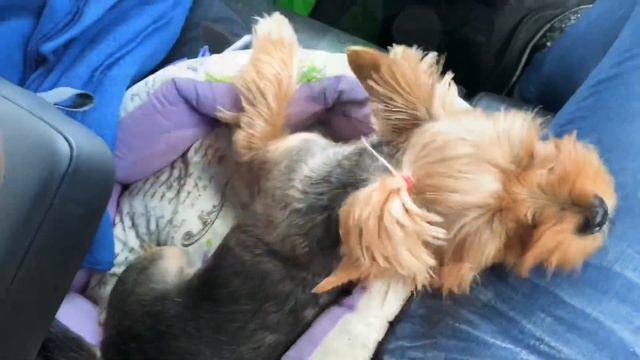 VLOG:Поездка с йоркширским терьером в Питер. С собакой на крыше. смотреть онлайн